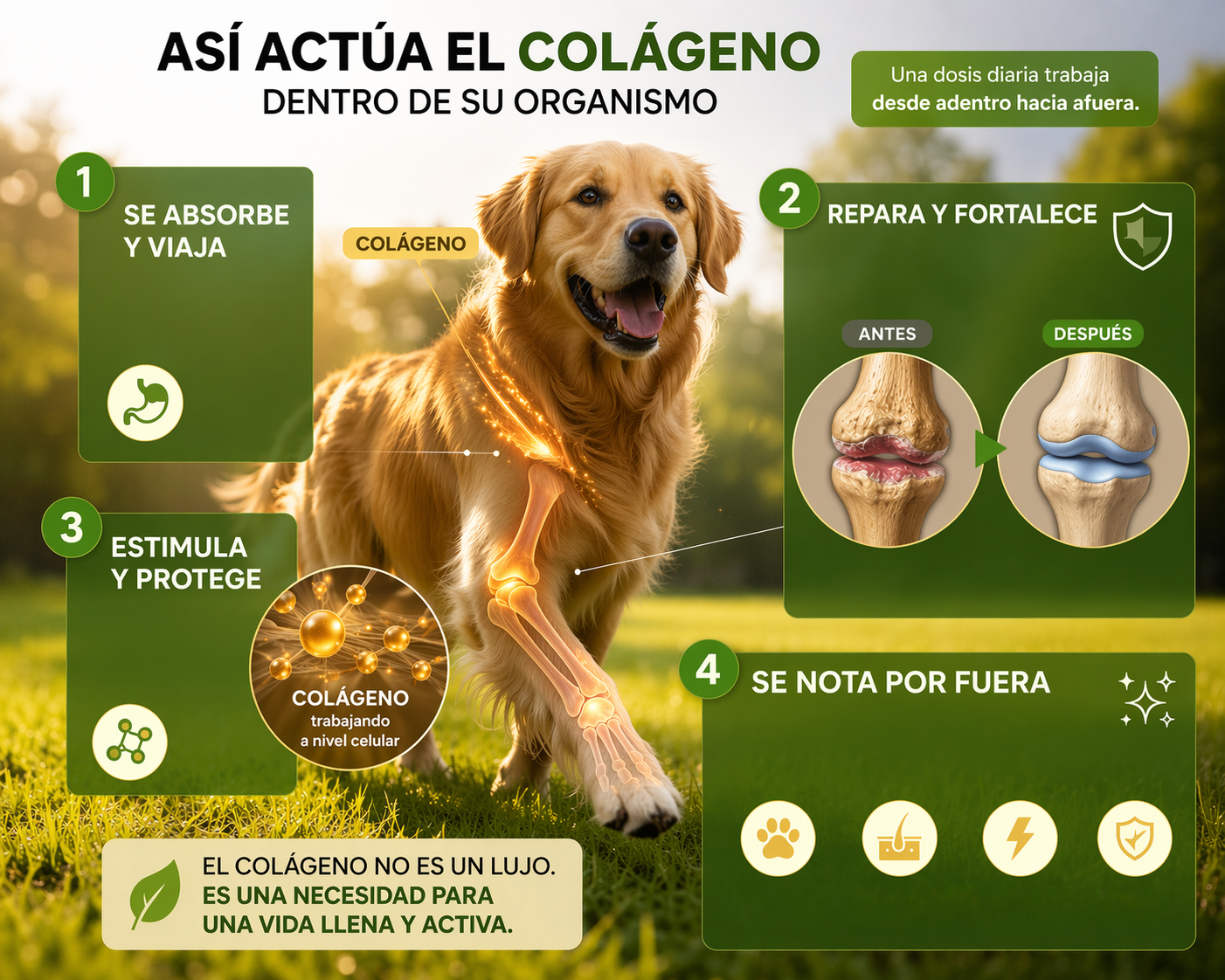 Protección diaria para una vida larga y saludable